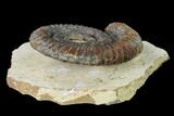 Early Devonian Ammonite (Anetoceras) - Tazarine, Morocco #154701-3
